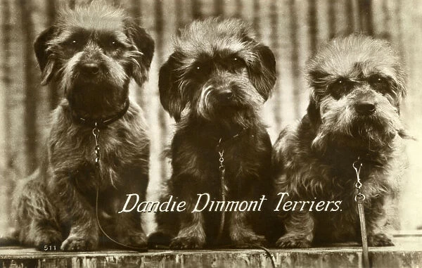 Three Dandie Dinmont Terriers