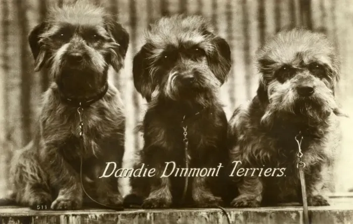 Framed Print : Three Dandie Dinmont Terriers Framed Print : Three Dandie Dinmont Terriers