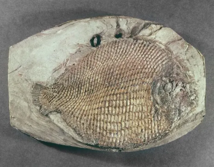 Framed Print : Dapedium orbicularis, fossil fish Framed Print : Dapedium orbicularis, fossil fish