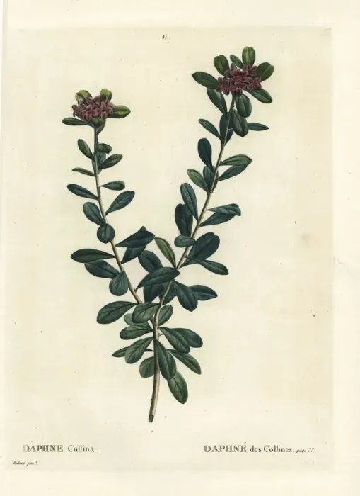 Framed Print : Daphne sericea Framed Print : Daphne sericea