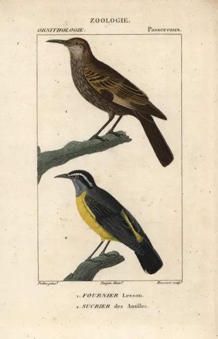 Framed Print : Dark-bellied cinclodes, Cinclodes patagonicus Framed Print : Dark-bellied cinclodes, Cinclodes patagonicus