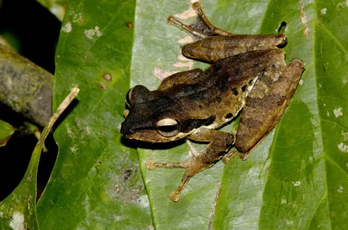 Framed Print : Dark-eared Tree Frog is hides among giant leaves Framed Print : Dark-eared Tree Frog is hides among giant leaves