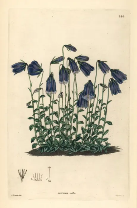 Framed Print : Dark-flowered bellflower, Campanula pulla Framed Print : Dark-flowered bellflower, Campanula pulla
