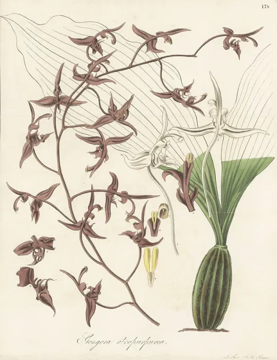 Framed Print : Dark-flowered gongora orchid, Gongora atropurpurea Framed Print : Dark-flowered gongora orchid, Gongora atropurpurea
