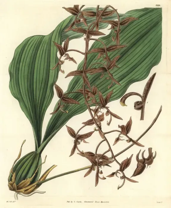Framed Print : Dark-flowered gongoria, Gongoria atropurpurea Framed Print : Dark-flowered gongoria, Gongoria atropurpurea