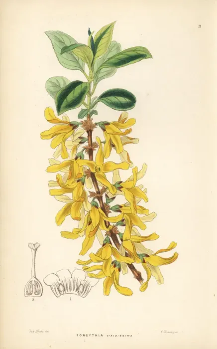 Framed Print : Dark green forsythia, Forsythia viridissima Framed Print : Dark green forsythia, Forsythia viridissima