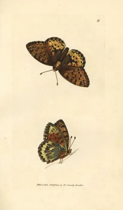Framed Print : Dark green fritillary, Argynnis aglaia Framed Print : Dark green fritillary, Argynnis aglaia
