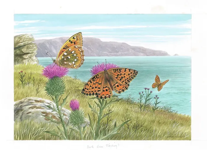 Framed Print : Dark Green Fritillary butterflies Framed Print : Dark Green Fritillary butterflies