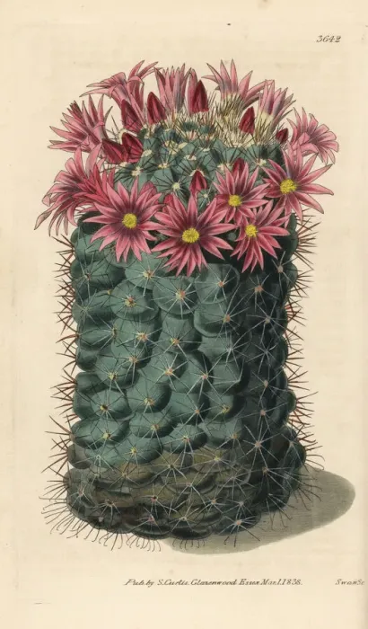Framed Print : Dark green mammillaria cactus, Mammillaria atrata Framed Print : Dark green mammillaria cactus, Mammillaria atrata
