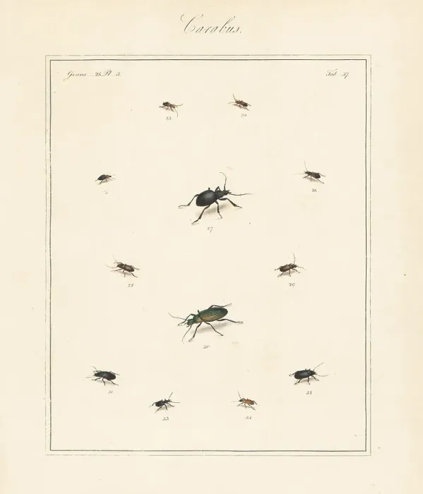 Framed Print : Dark harp ground beetle, granulate ground beetle, etc Framed Print : Dark harp ground beetle, granulate ground beetle, etc