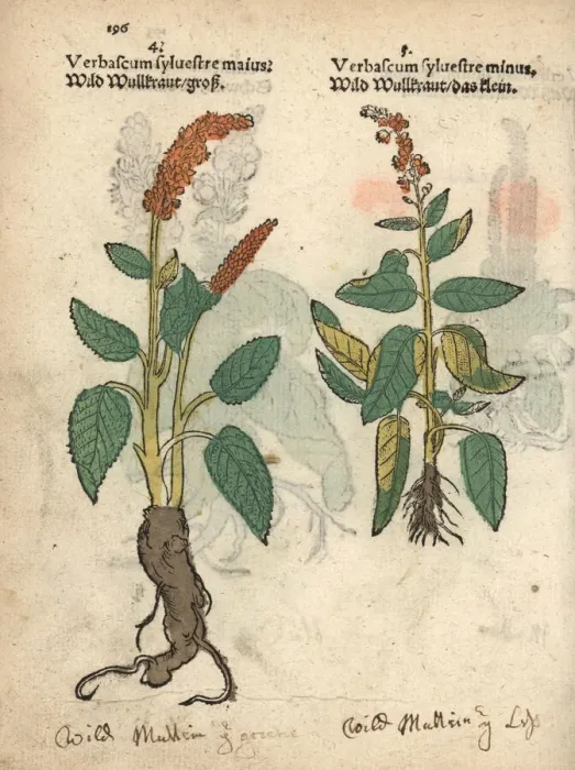 Framed Print : Dark mullein, Verbascum nigrum, varieties Framed Print : Dark mullein, Verbascum nigrum, varieties