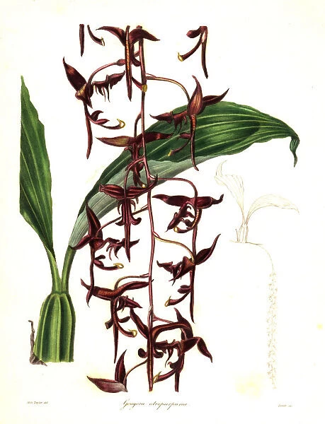 Dark purple gongora orchid, Gongora atropurpurea