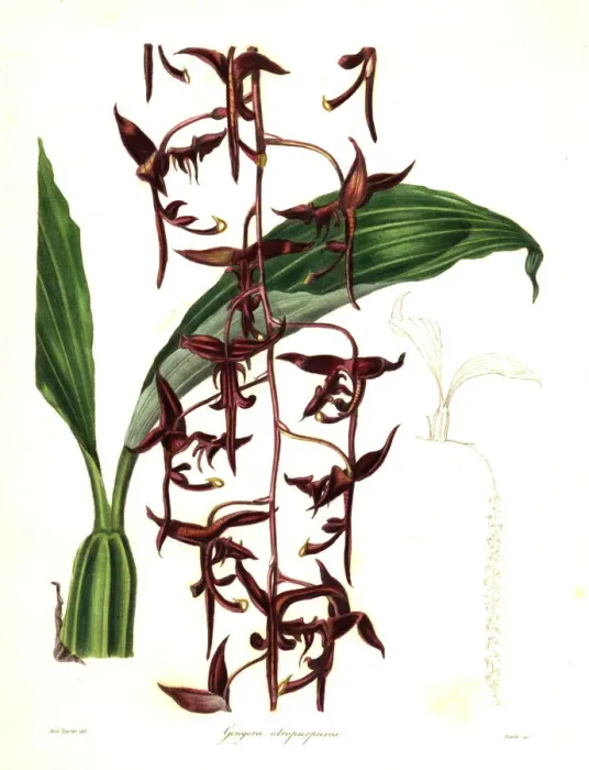 Framed Print : Dark purple gongora orchid, Gongora atropurpurea Framed Print : Dark purple gongora orchid, Gongora atropurpurea