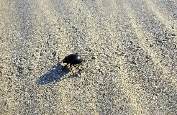 Darkling Beetle - crosses tracks of other similar beetles