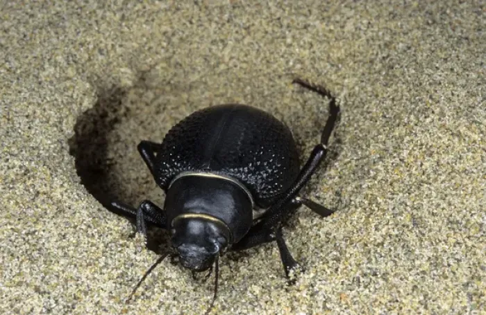 Framed Print : Darkling Beetle - emerges from day shelter in Framed Print : Darkling Beetle - emerges from day shelter in