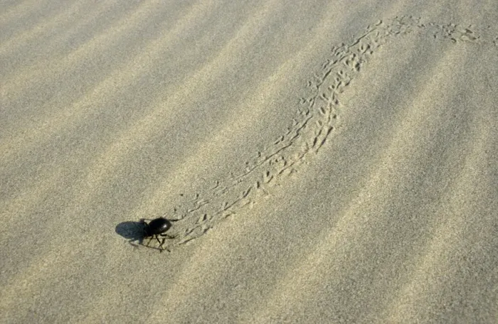 Framed Print : Darkling Beetle - runs for a cover after feeding at dawn Framed Print : Darkling Beetle - runs for a cover after feeding at dawn