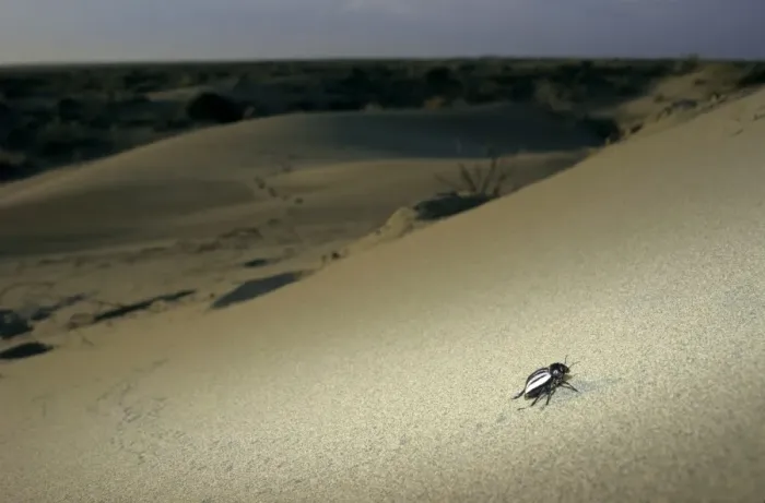 Framed Print : Darkling Beetle - runs around a sand dune in search Framed Print : Darkling Beetle - runs around a sand dune in search