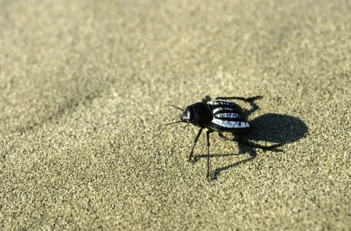 Framed Print : Darkling Beetle - runs in sand dunes of Karakum