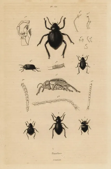 Framed Print : Darkling beetles, Pimelia species Framed Print : Darkling beetles, Pimelia species