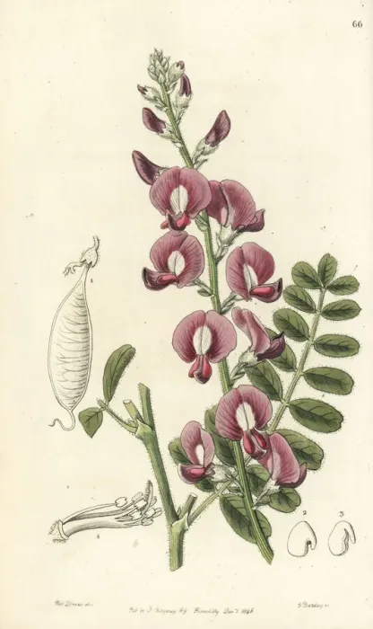 Framed Print : Darling pea, Swainsona greyana Framed Print : Darling pea, Swainsona greyana