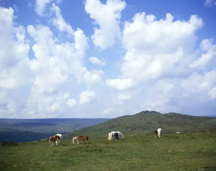 Framed Print : Dartmoor ponies at Sharp Tor, Devon Framed Print : Dartmoor ponies at Sharp Tor, Devon
