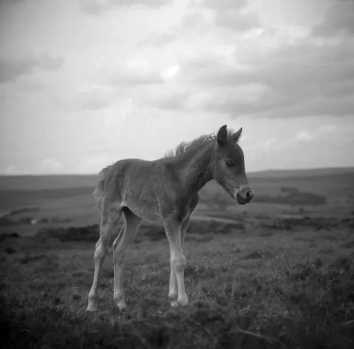 Framed Print : Dartmoor pony, Devon Framed Print : Dartmoor pony, Devon