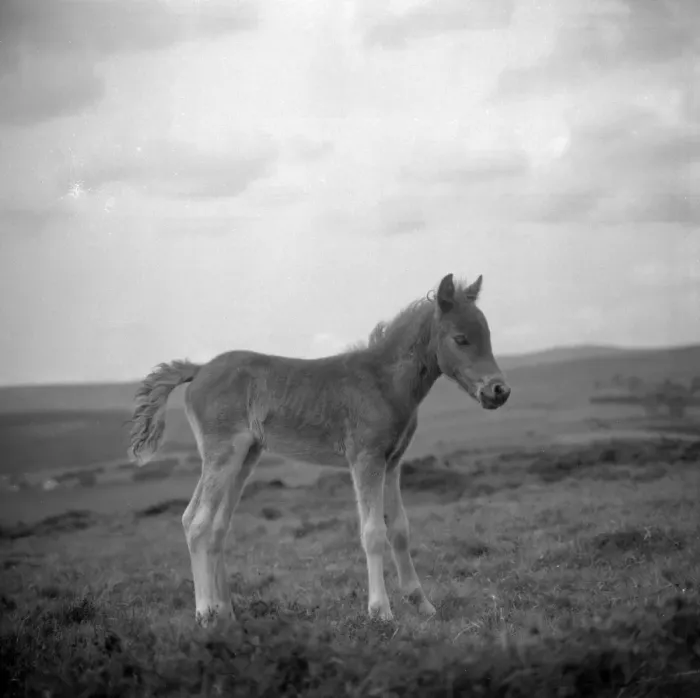 Framed Print : Dartmoor pony, Devon Framed Print : Dartmoor pony, Devon