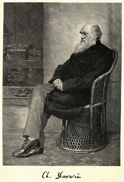 Darwin / Basket Chair. CHARLES DARWIN English naturalist sitting in a chair