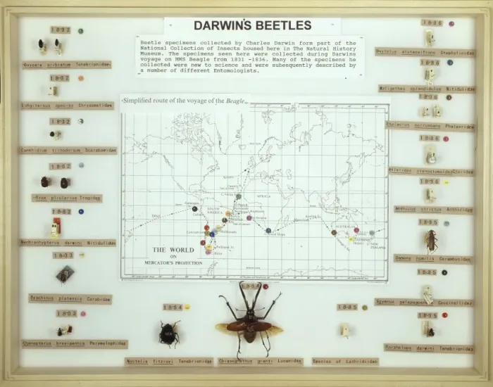 Framed Print : Darwins beetles Framed Print : Darwins beetles