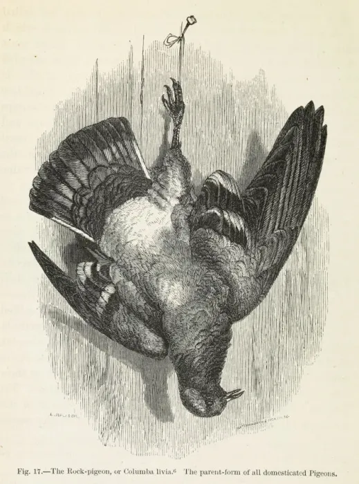 Framed Print : Darwins Pigeons, The Rock Pigeon Framed Print : Darwins Pigeons, The Rock Pigeon