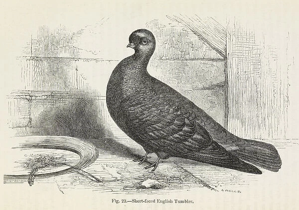Darwins Pigeons, Short-faced English Tumbler