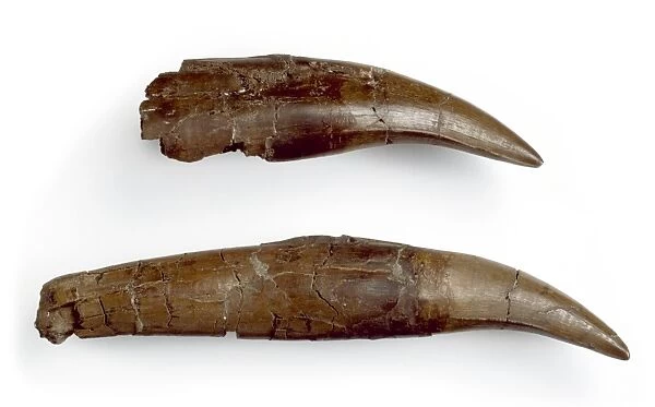 Daspletosaurus teeth