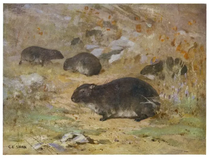 Framed Print : Dassie / Hyrax Capensis Framed Print : Dassie / Hyrax Capensis