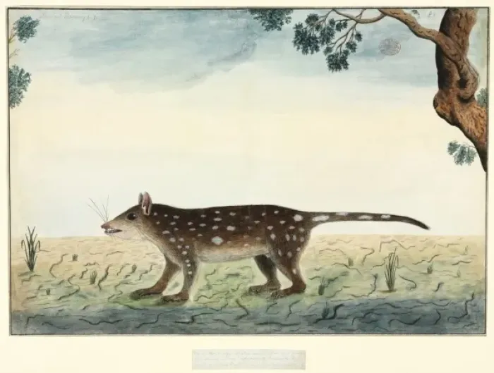 Framed Print : Dasyurus maculatus, spotted quoll Framed Print : Dasyurus maculatus, spotted quoll