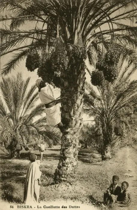 Framed Print : Date picking, Biskra Framed Print : Date picking, Biskra