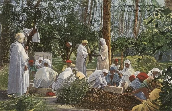 Date picking and collecting - Iran