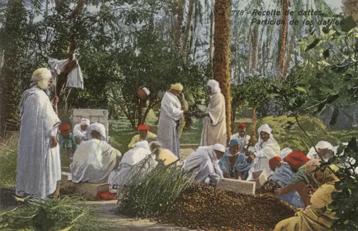 Framed Print : Date picking and collecting - Iran Framed Print : Date picking and collecting - Iran