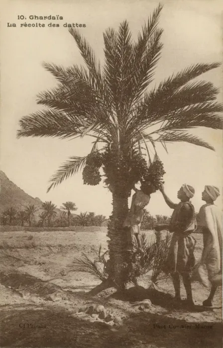 Framed Print : Date picking, Ghardaia Framed Print : Date picking, Ghardaia