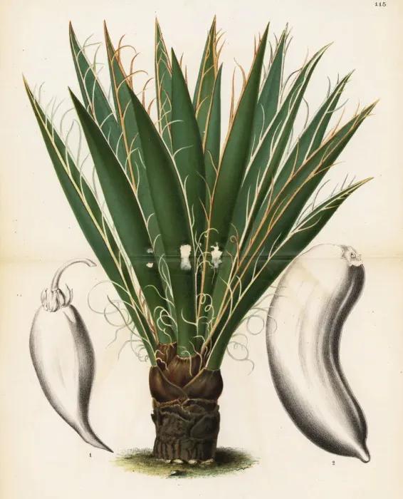 Framed Print : Datil yucca or banana yucca, Yucca baccata