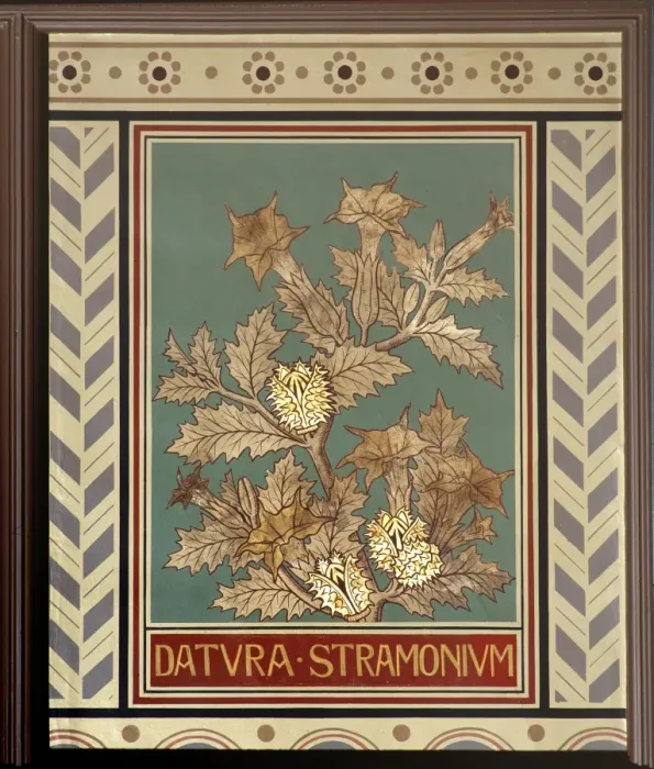 Framed Print : Datura stramonium, jimsonweed Framed Print : Datura stramonium, jimsonweed