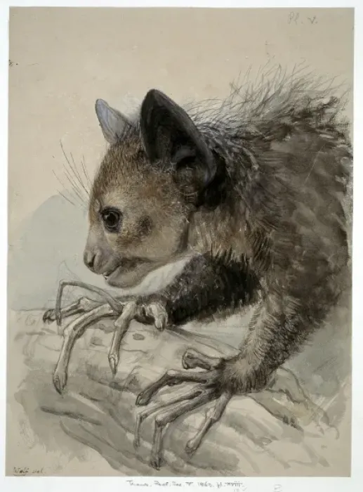 Framed Print : Daubentonia madagascariensis, aye-aye