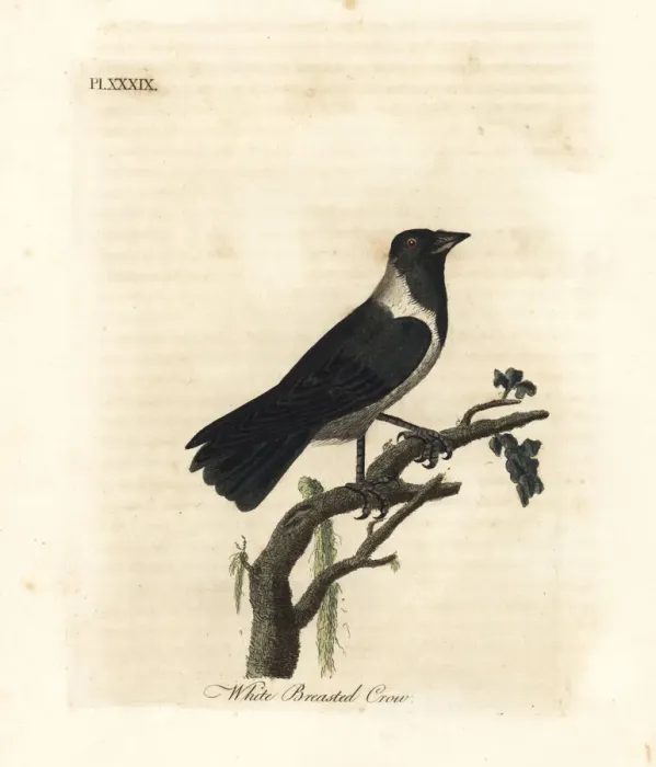 Framed Print : Daurian jackdaw, Corvus dauuricus Framed Print : Daurian jackdaw, Corvus dauuricus