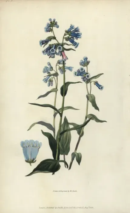Framed Print : Daurian lungwort, Mertensia davurica Framed Print : Daurian lungwort, Mertensia davurica