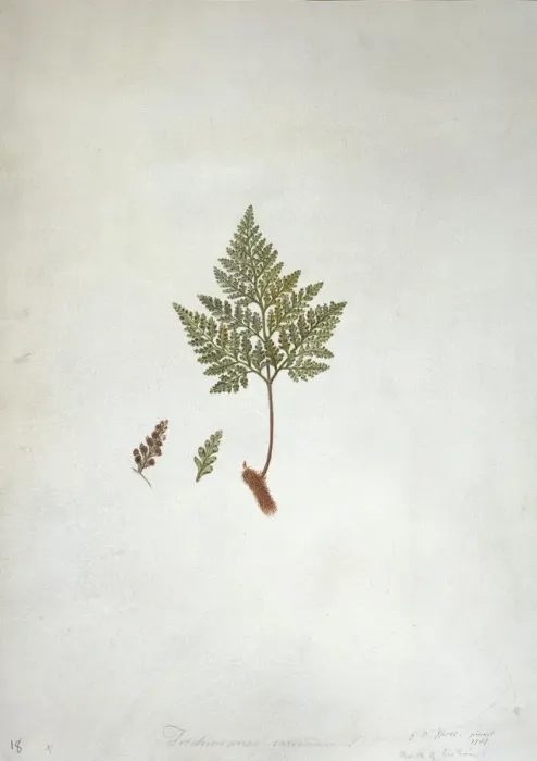 Framed Print : Davallia canariensis (L. ) Sm. hares foot fern Framed Print : Davallia canariensis (L. ) Sm. hares foot fern