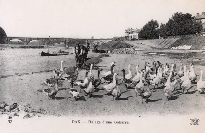 Framed Print : Dax, France - Hauling a Barge Framed Print : Dax, France - Hauling a Barge