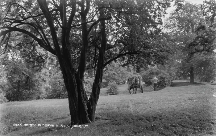 Framed Print : A Day in Derwent Park Framed Print : A Day in Derwent Park