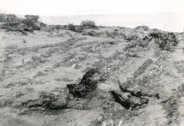Dead camel in the desert, Middle East, WW1