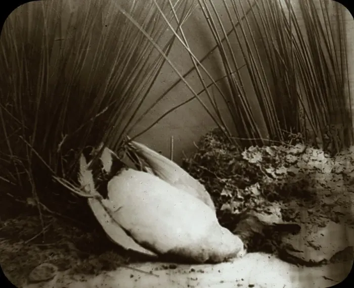 Framed Print : Dead Duck in Reeds Framed Print : Dead Duck in Reeds