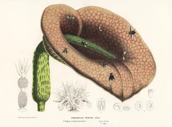 Framed Print : Dead horse arum lily, Helicodiceros muscivorus Framed Print : Dead horse arum lily, Helicodiceros muscivorus