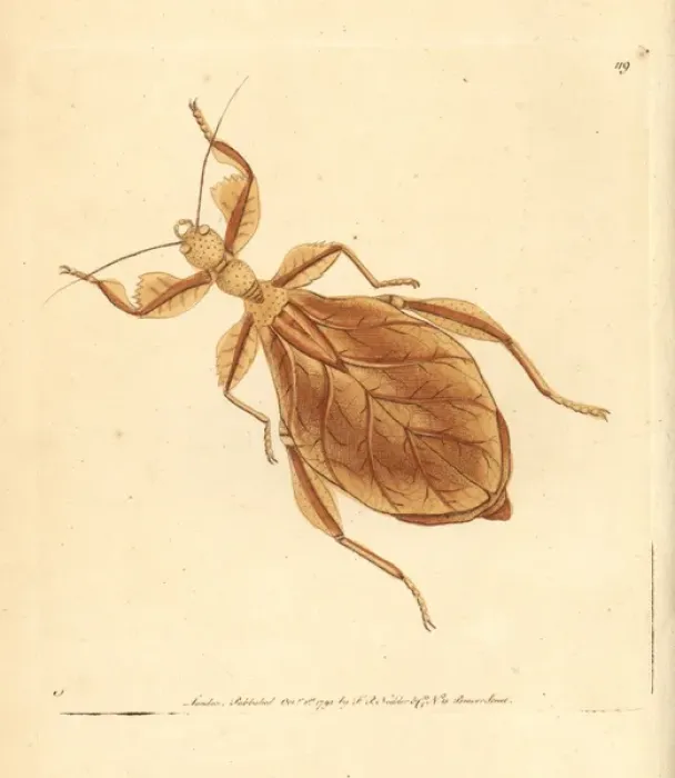 Framed Print : Dead-leaf mantis, Deroplatys desiccata Framed Print : Dead-leaf mantis, Deroplatys desiccata